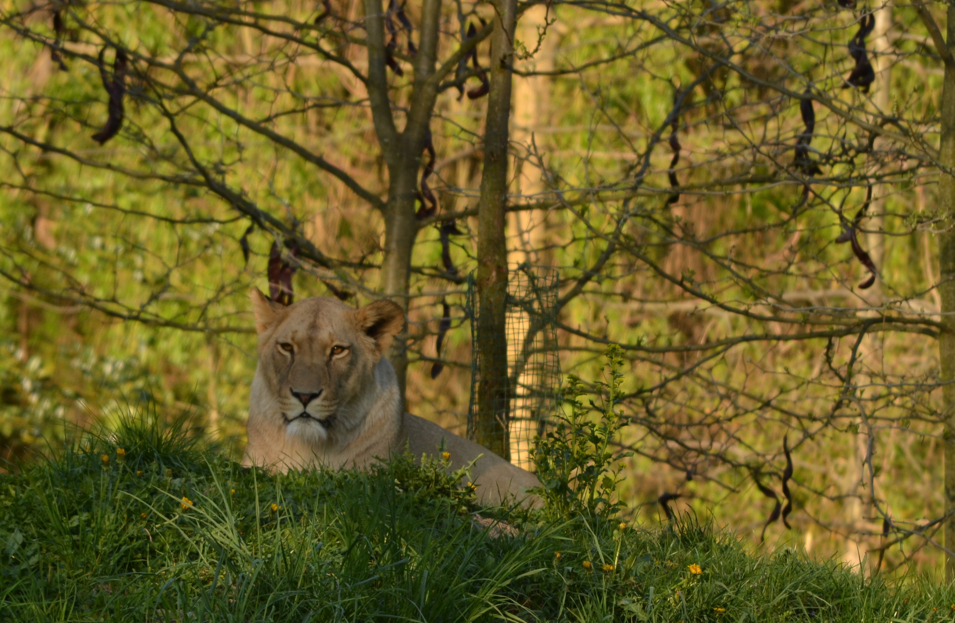 DSC_4195